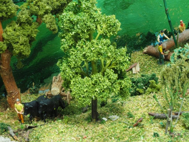 Bullock team close up